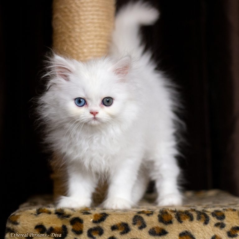 Ethereal Persians Kittens and Cats