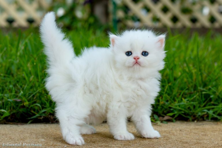 Ethereal Persians Kittens and Cats