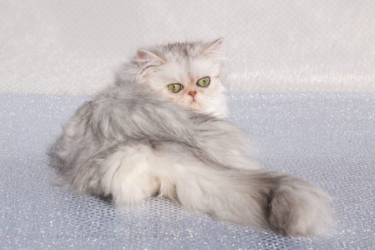 Persian cats and kittens