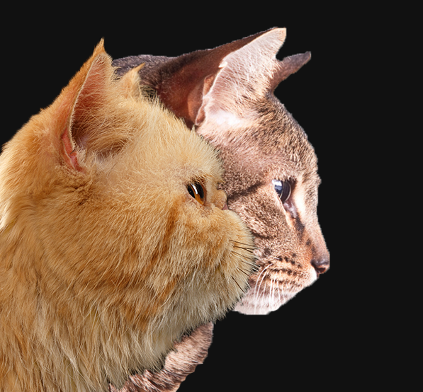 Persian's face vs Standard cats face. Mesocephalic vs brachycephalic face type.