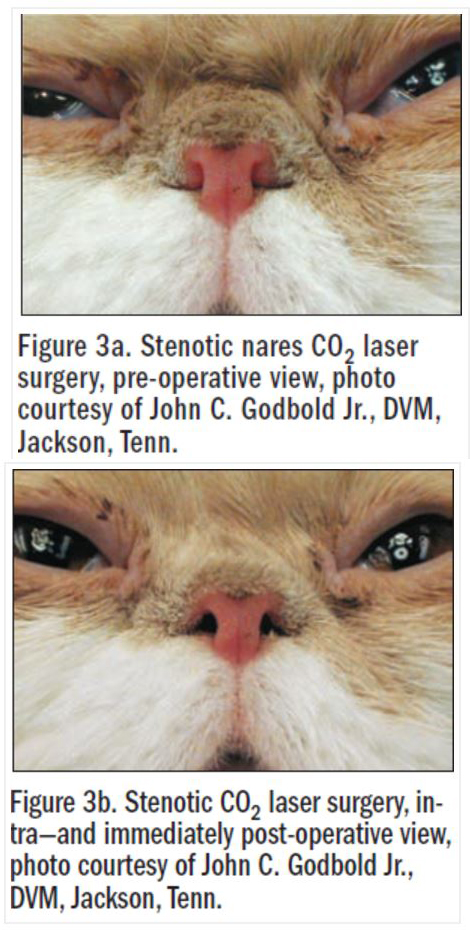 Stenotic nares before and after CO2 surgery