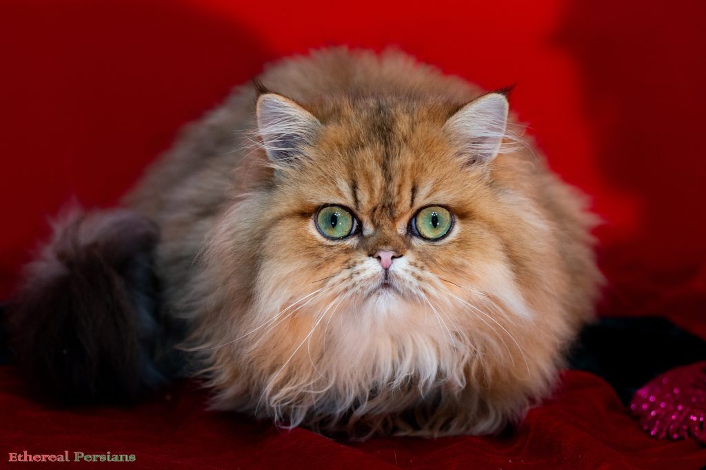 Doll face persian cats and kittens