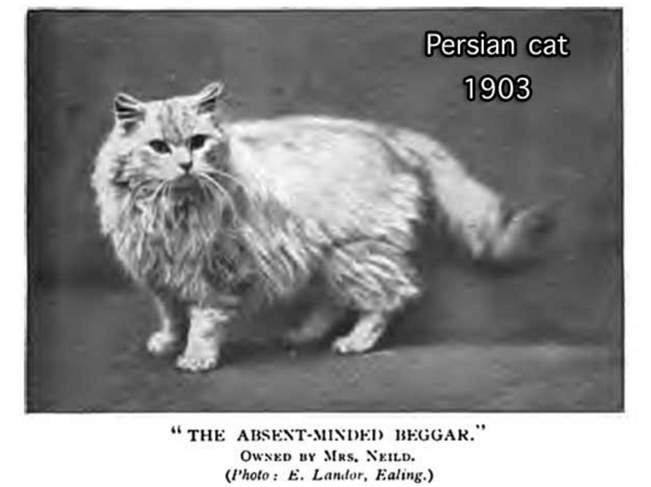 1903 Persian Cat