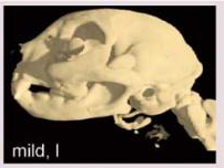 Type 1 brachycephalic persian skull