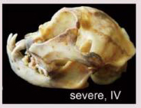 Type 4 brachycephalic persian skull