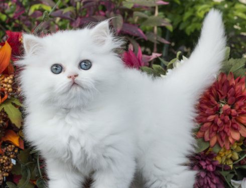 persian cat doll face kitten