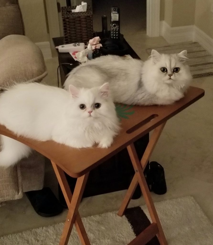 Awesome Persians