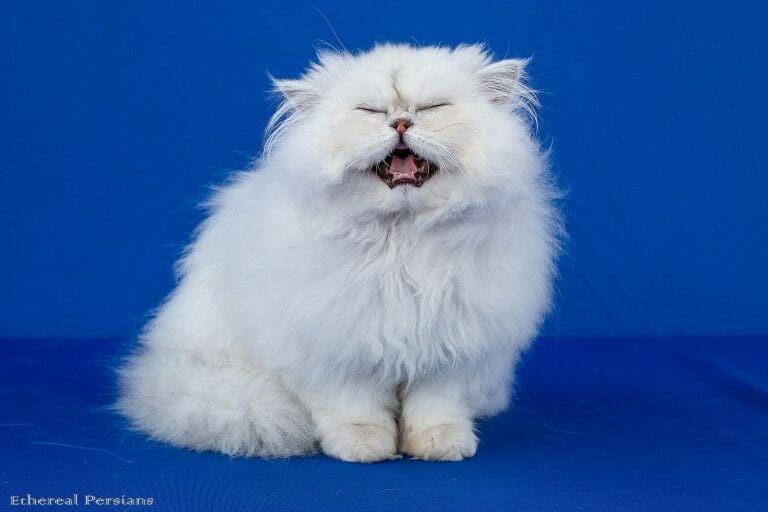 Silver-persian-cat-flat-face-meowing