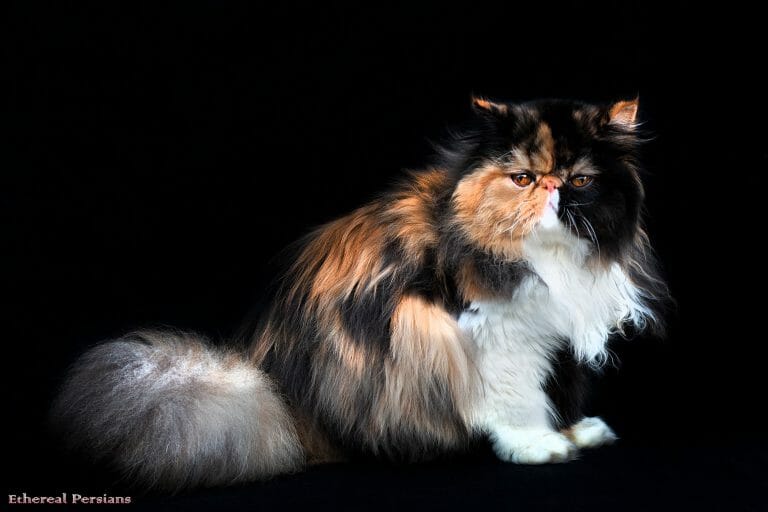 Calico-extreme-face-persian-cat
