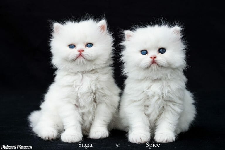 white-persian-cat-doll-face-odd-blue-eyes
