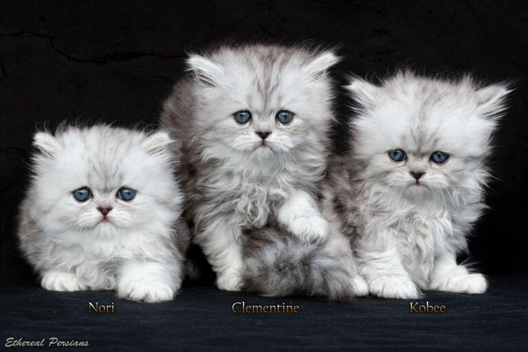 Shaded-silver-doll-face-persian-kittens