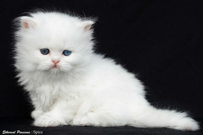 White-odd-eyed-persian-cat-doll-face