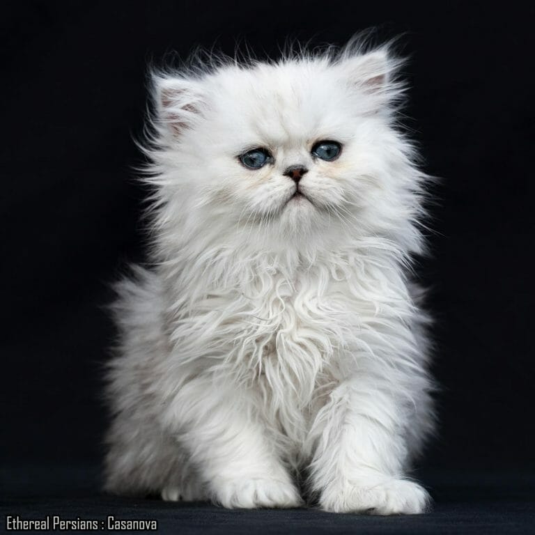 Shaded-silver-doll-face-persian-kitten