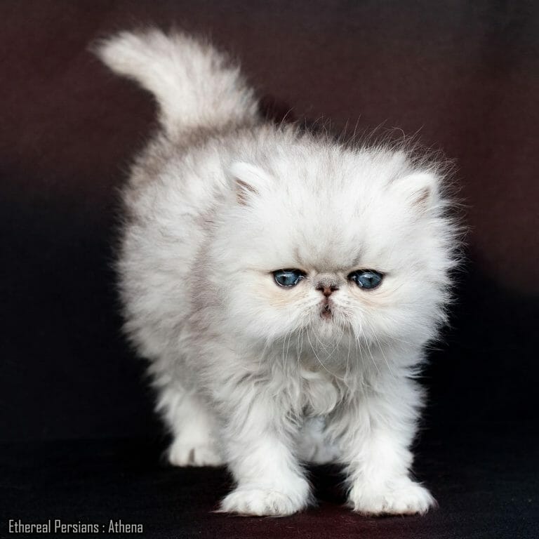 Shaded-silver-extreme-face-persian-kitten