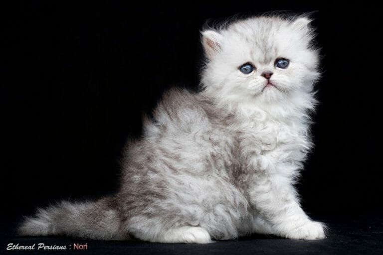 Shaded-silver-doll-face-persian-kitten