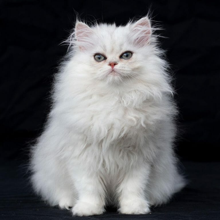 Silver-persian-cat-doll-face-meowing