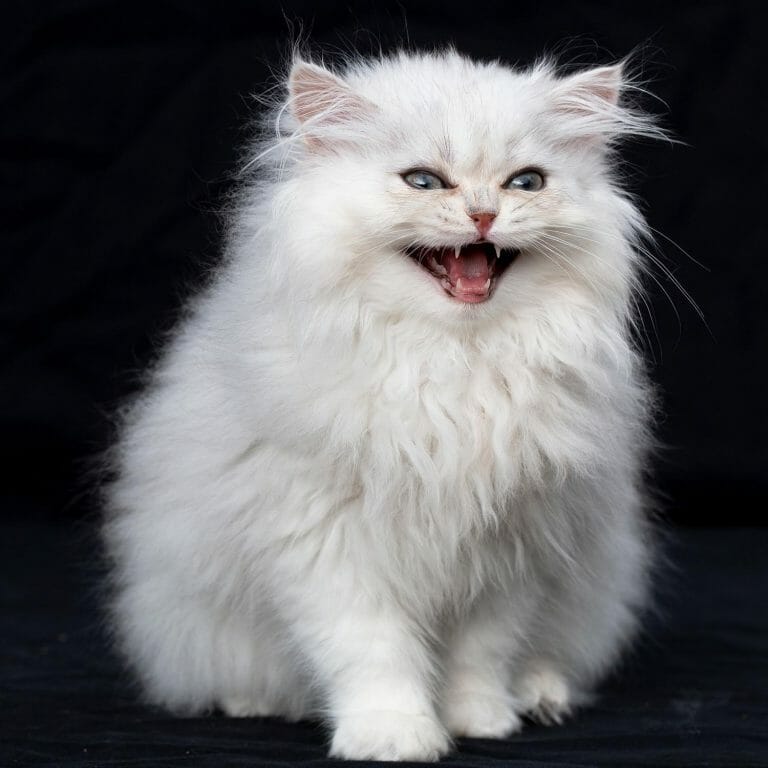 Silver-persian-cat-doll-face-meowing