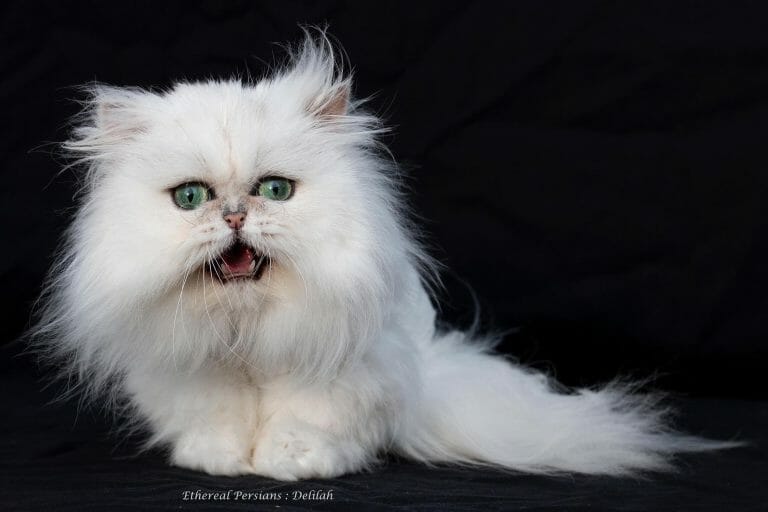 Silver-persian-cat-doll-face-lion-cut