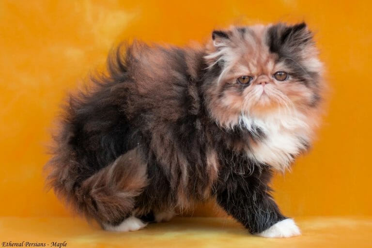 Calico-persian-kitten-orange-eyes-extreme-face