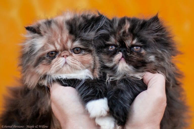 Calico-and-tortie-extreme-face-persian-kittens