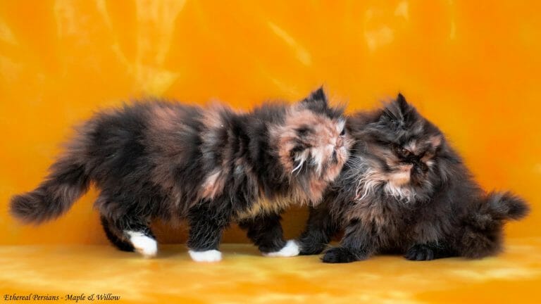 Calico-and-tortie-persian-kittens