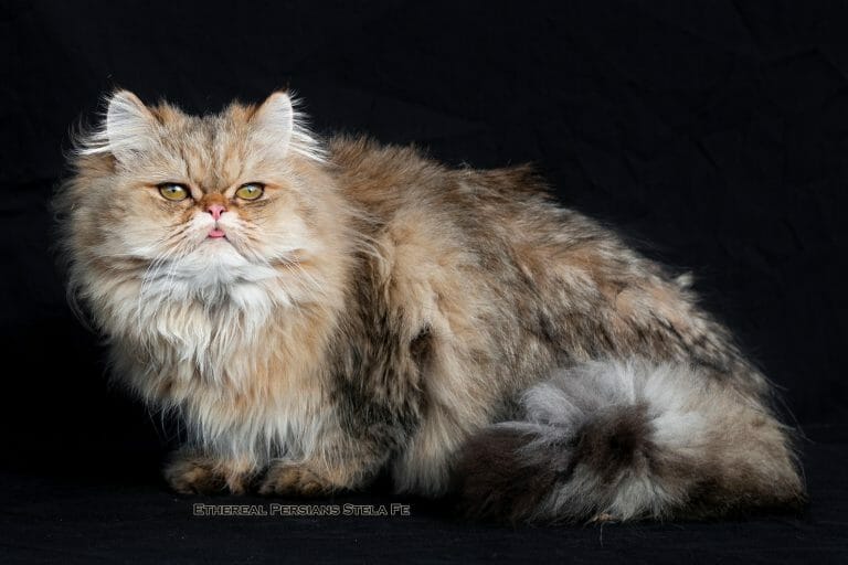 Golden-tabby-doll-face-persian-cat-copper-eyes