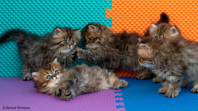 Chinchilla-golden-tabby-doll-face-persian-cats
