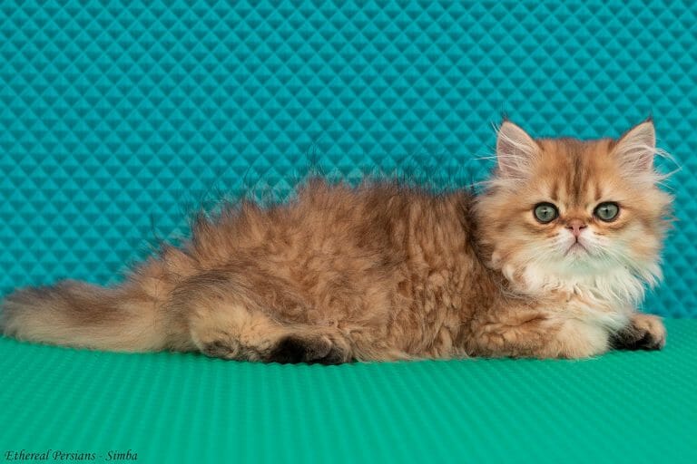 Chinchilla-golden-doll-face-persian-cat