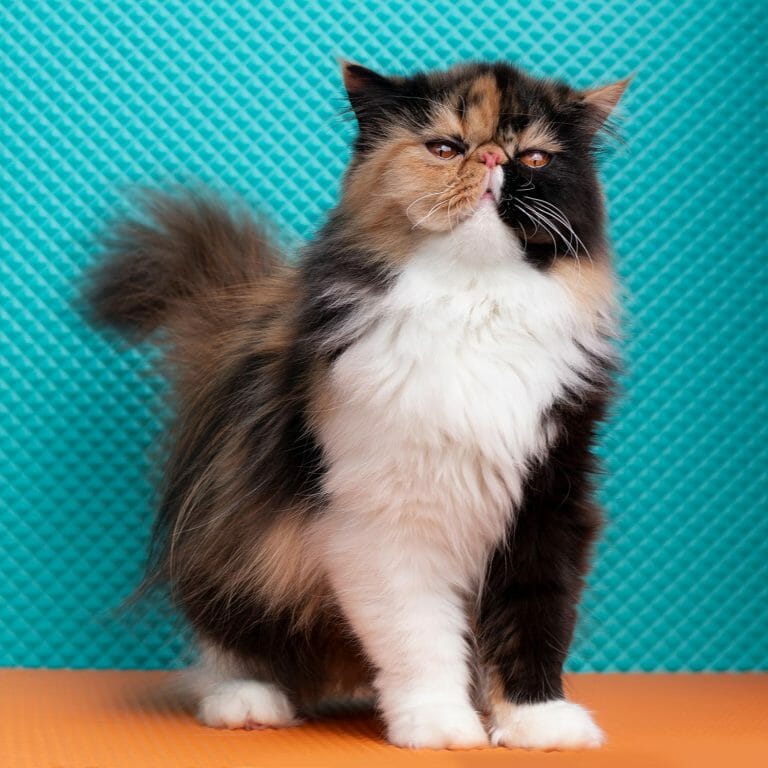Calico-persian-cat-orange-eyes-extreme-face