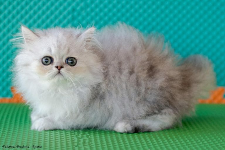 Silver-shaded-persian-kitten-doll-face