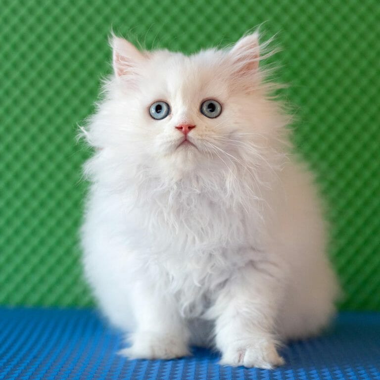 White-persian-kitten-doll-face-blue-eyes
