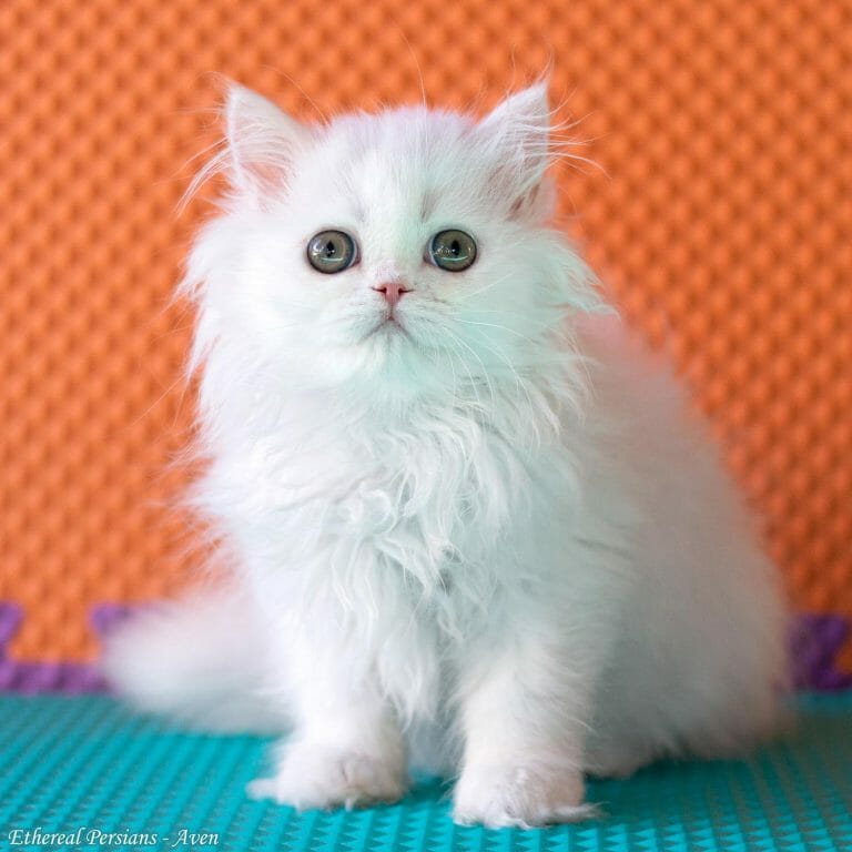 White-persian-cat-doll-face-copper-eyes