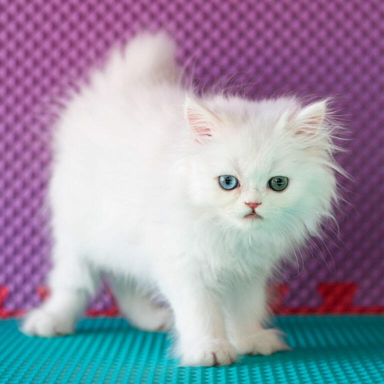 White-odd-eyed-persian-cat-doll-face