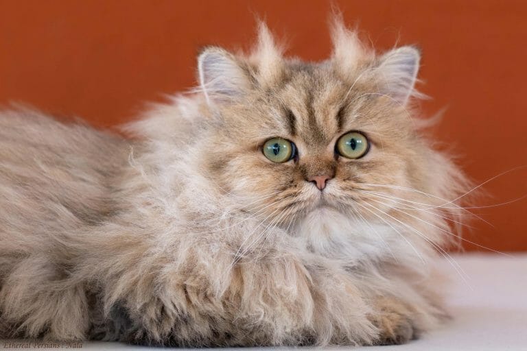Golden-traditional-doll-face-persian-cat