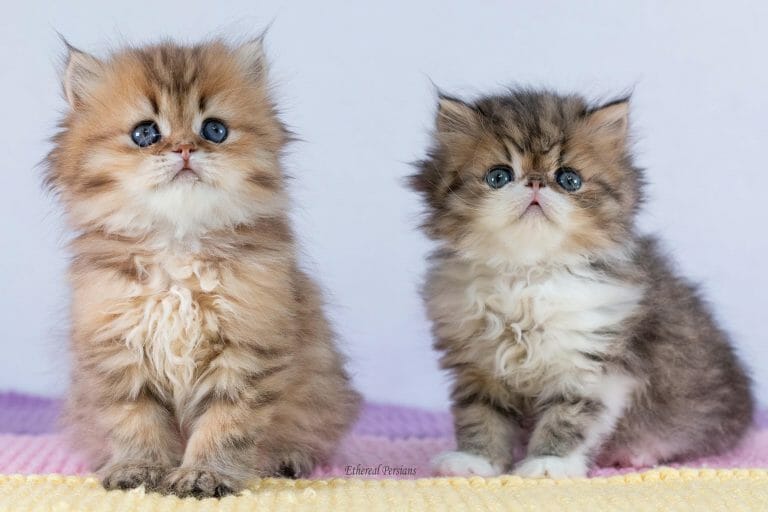 Cute-golden-and-tabby-persian-kittens