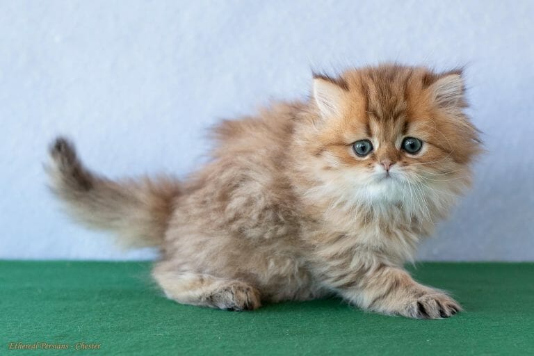 Chinchilla-golden-persian-kitten-doll-face