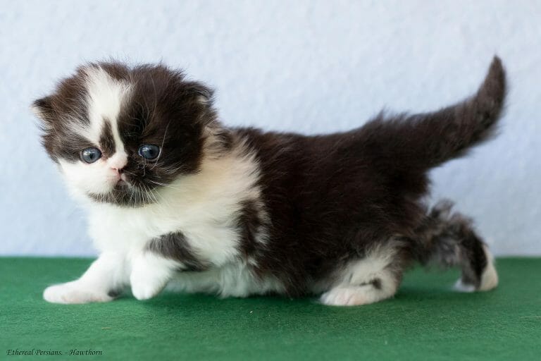 Black-and-white-persian-kitten-doll-face