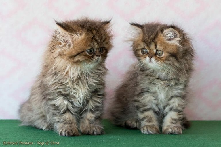 Golden-tabby-doll-face-persian-kittens