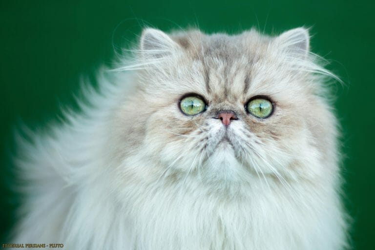 Blue-golden-extreme-face-persian-cat-green-eyes