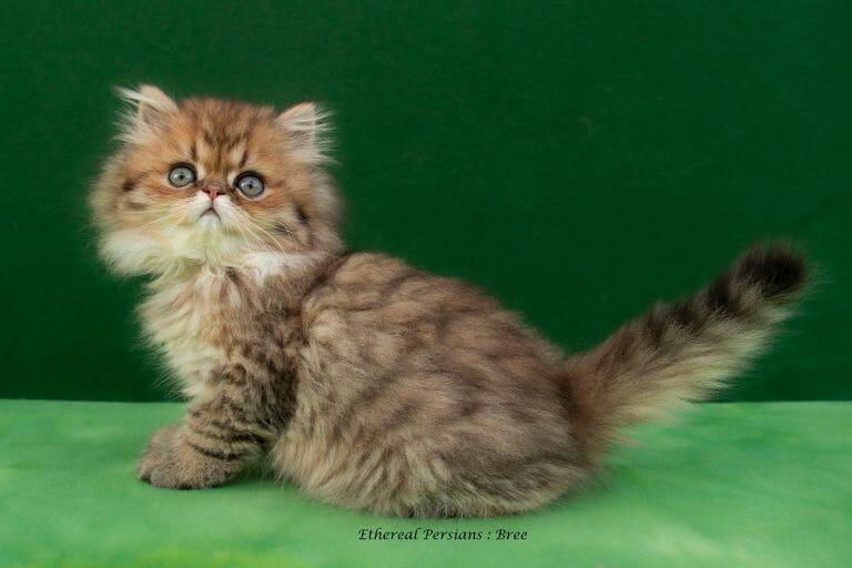 shaded-golden-persian-kitten-doll-face