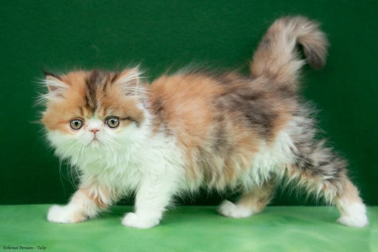orange-patched-tabby-and-white-persian-cat-extreme-face