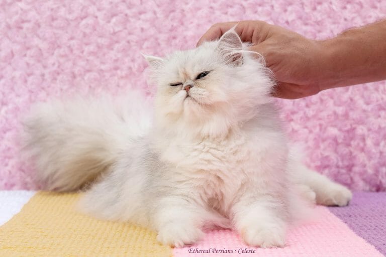 Celeste-silver-flat-face-persian-cat-petted