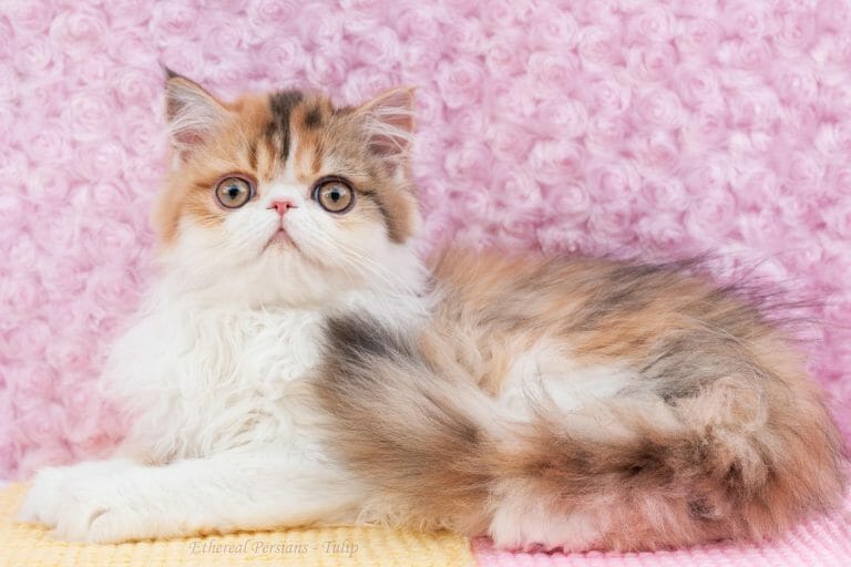 orange-patched-tabby-and-white-persian-cat-extreme-face