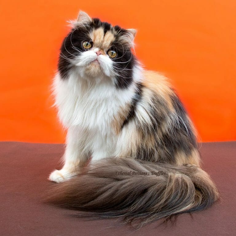 Calico-persian-cat-copper-eyes