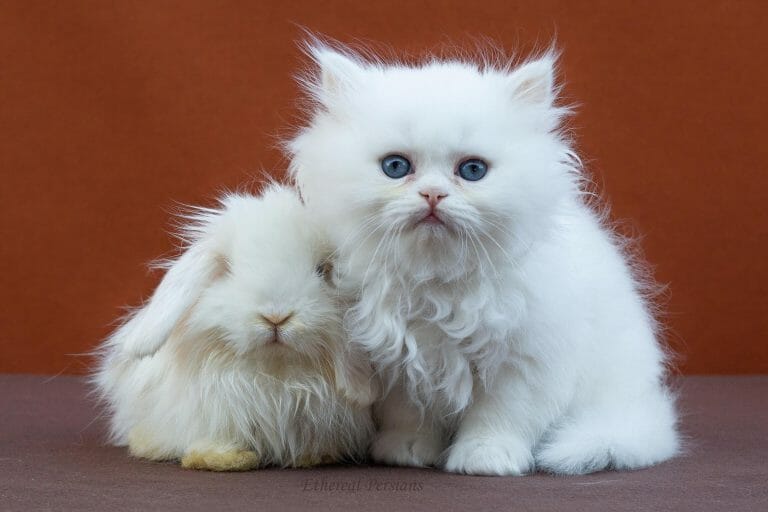 White-persian-kitten-blue-eyes-bunny