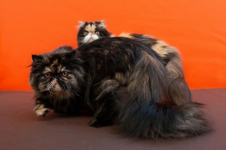 Tortie-and-calico-persian-cats