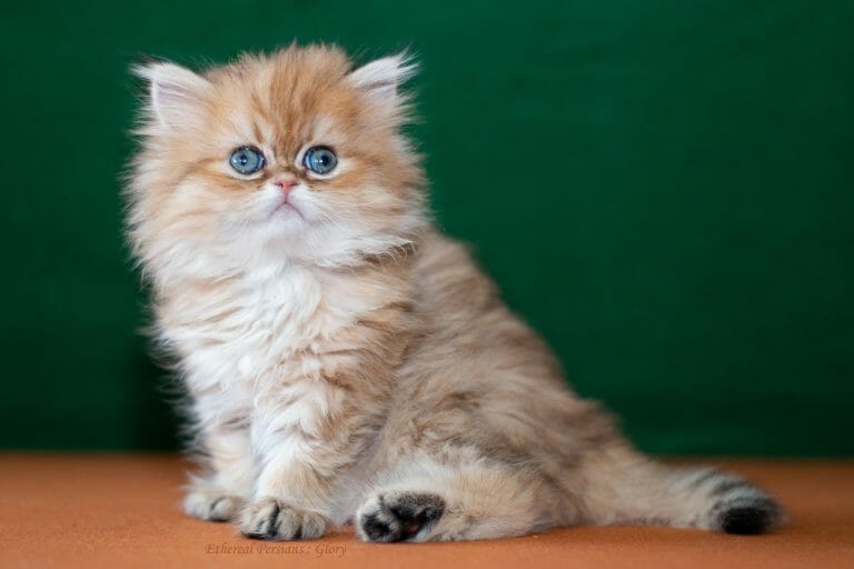 Shaded-golden-doll-face-persian-kitten