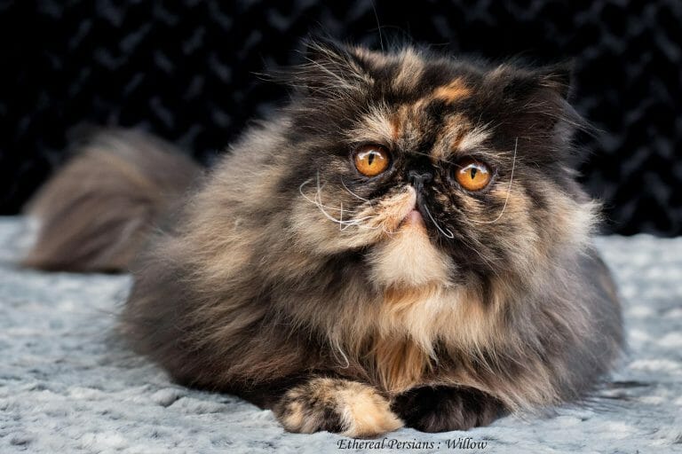 Tortie-persian-cat-orange-eyes
