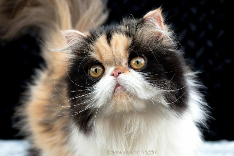 Calico-persian-cat-copper-eyes