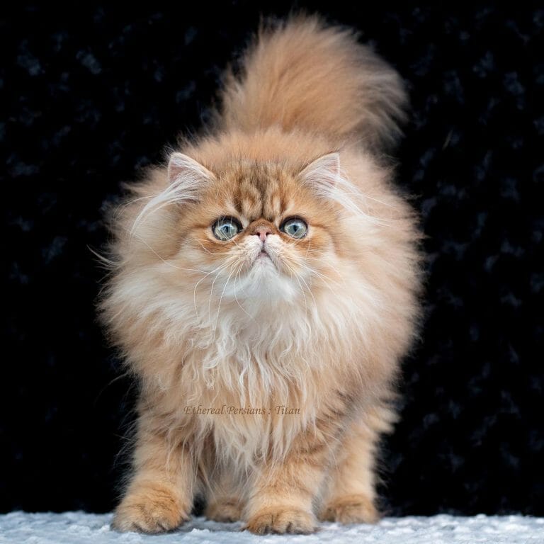 Shaded-golden-extreme-face-persian-cat-green-eyes-titan